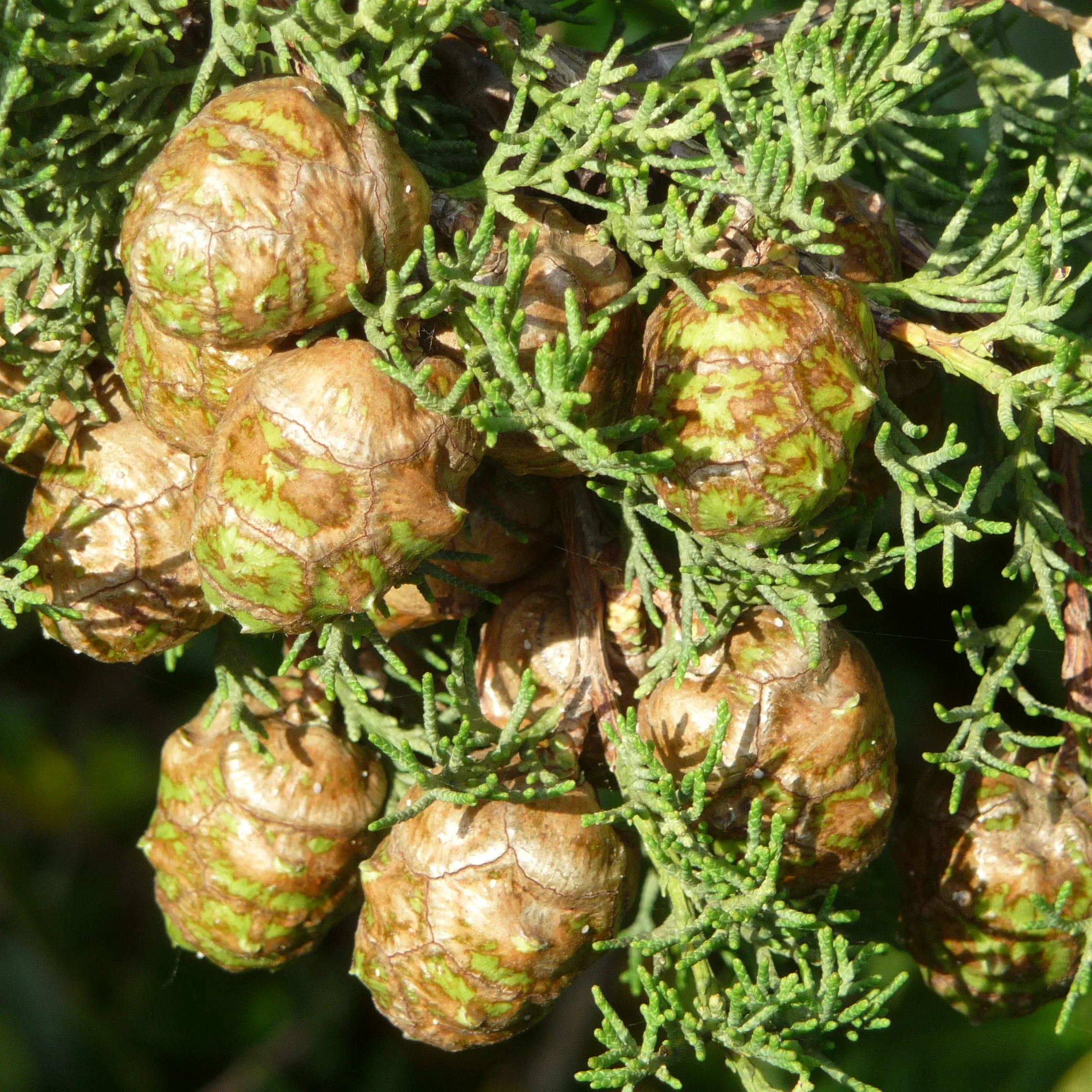 Cupressus sempervirens