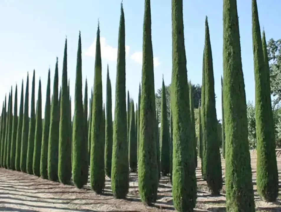 cupressus pyramidalis 2