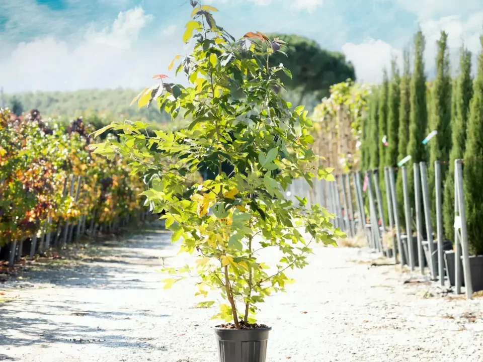 torselli vivai liquidambar formosana