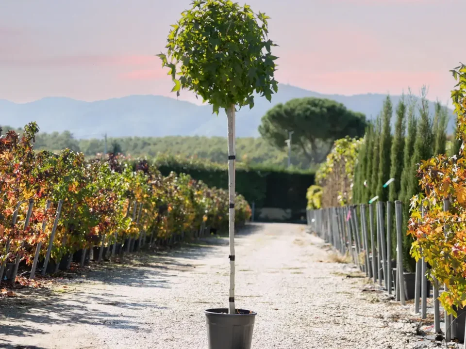 torselli vivai liquidambar gumball