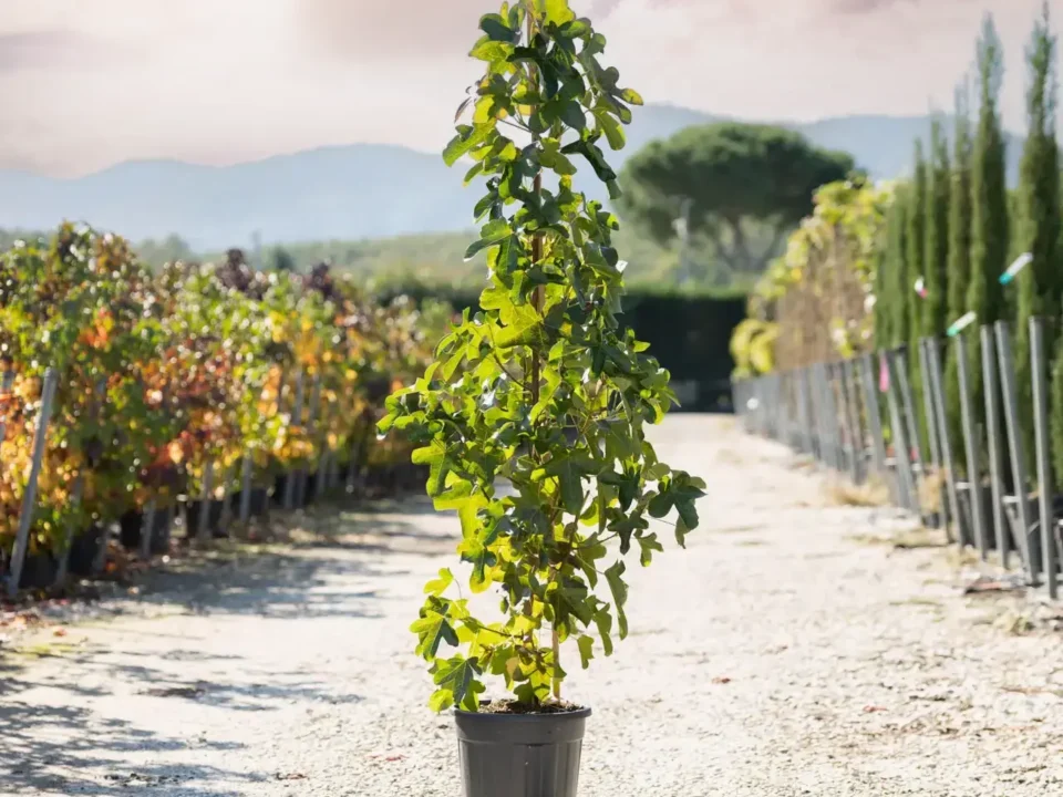 torselli vivai liquidambar rotundiloba