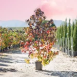 torselli vivai liquidambar styraciflua1