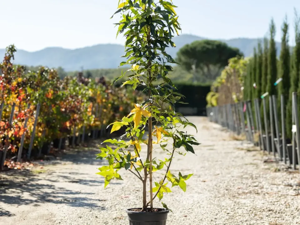 torselli vivai liquidambar variegatus