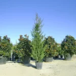 Cupressus Sempervirens Horizontalis