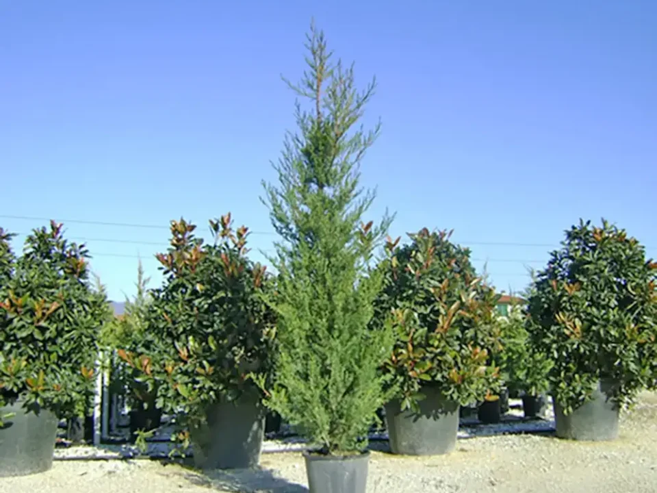 Cupressus Sempervirens Horizontalis